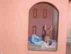 Cirneco Photo